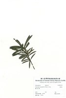 藏品(羅漢松)的圖片